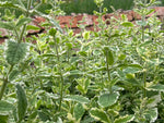 Variegated Pineapple Mint