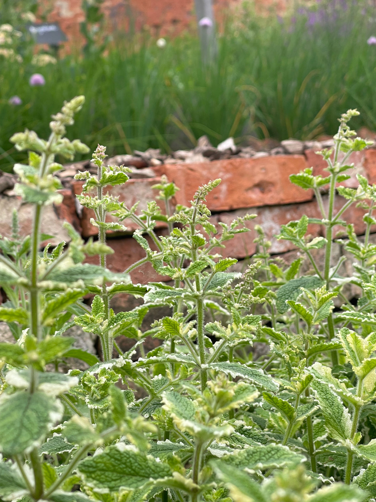 Variegated Pineapple Mint