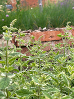 Variegated Pineapple Mint