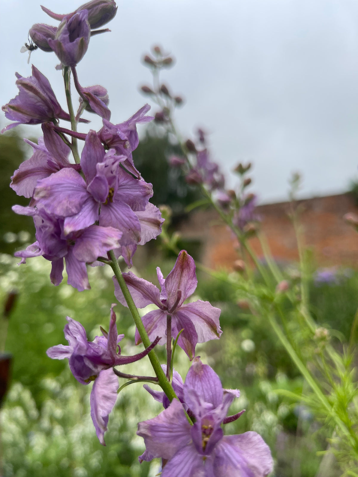 Larkspur - various