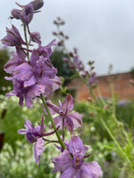 Larkspur - various
