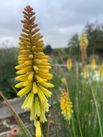 Kniphofia
