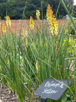 Kniphofia