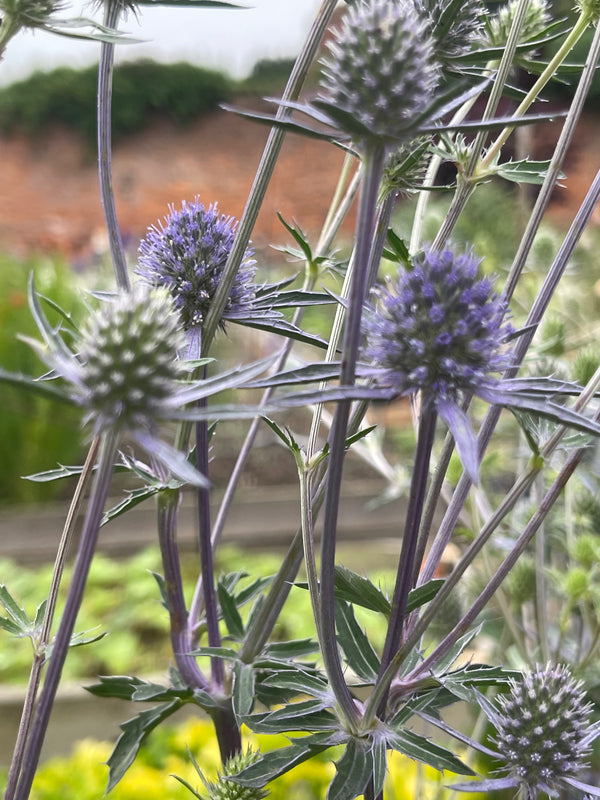 Eryngium  'Blue Glitter'