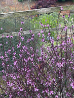 Verbena bampton