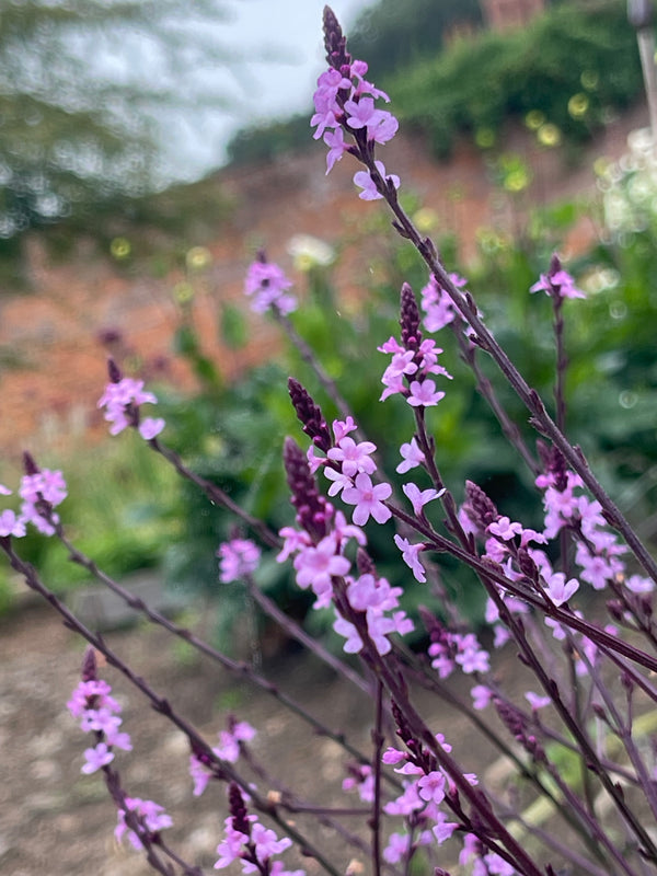 Verbena bampton