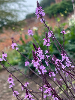 Verbena bampton