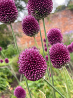 Allium Drumstick