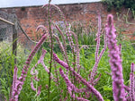 Limonium Pink Pokers