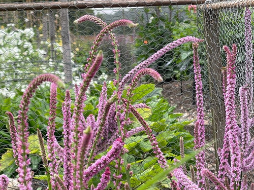 Limonium Pink Pokers