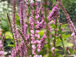 Limonium Pink Pokers
