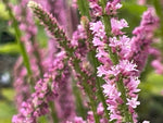 Limonium Pink Pokers