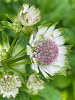Astrantia - In Variety