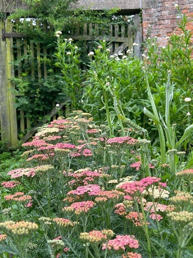 Achillea Salmon Beauty