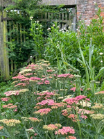 Achillea Salmon Beauty