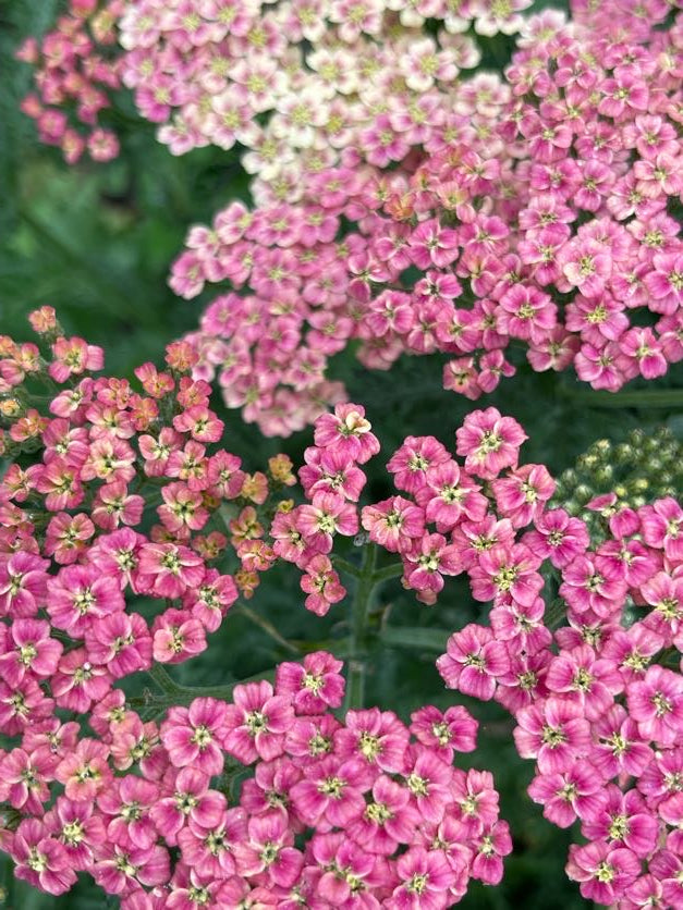 Achillea Salmon Beauty
