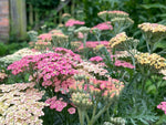 Achillea Salmon Beauty