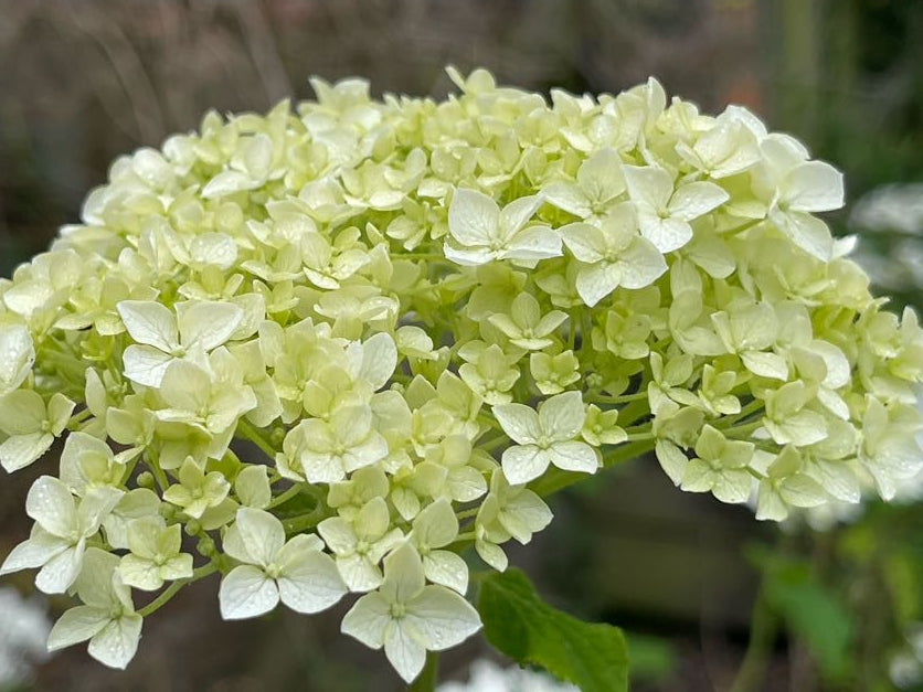 Hydrangea in variety