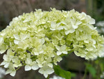 Hydrangea in variety