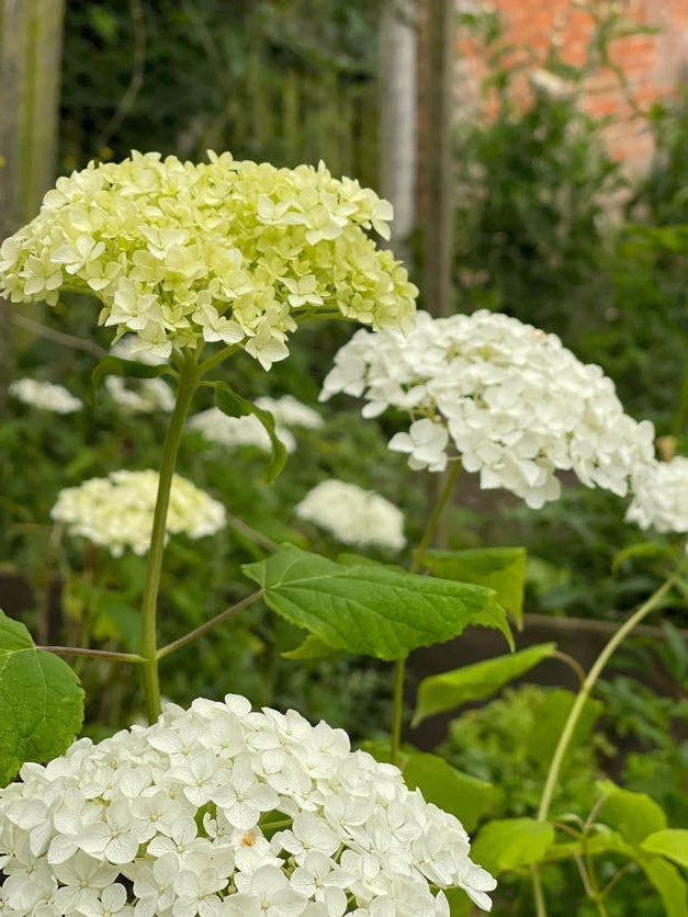 Hydrangea in variety