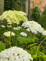 Hydrangea in variety