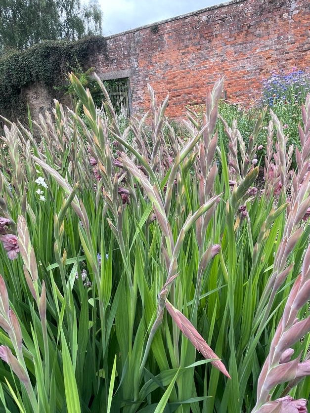 Rusty Chestnut Gladioli