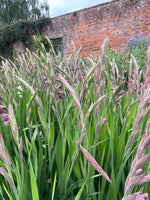 Rusty Chestnut Gladioli