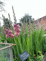 Rusty Chestnut Gladioli
