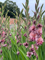 Rusty Chestnut Gladioli