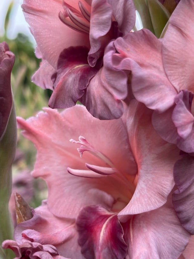 Rusty Chestnut Gladioli