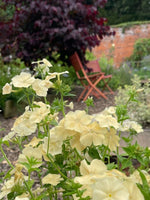 Phlox - creme brulee