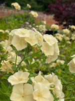 Phlox - creme brulee