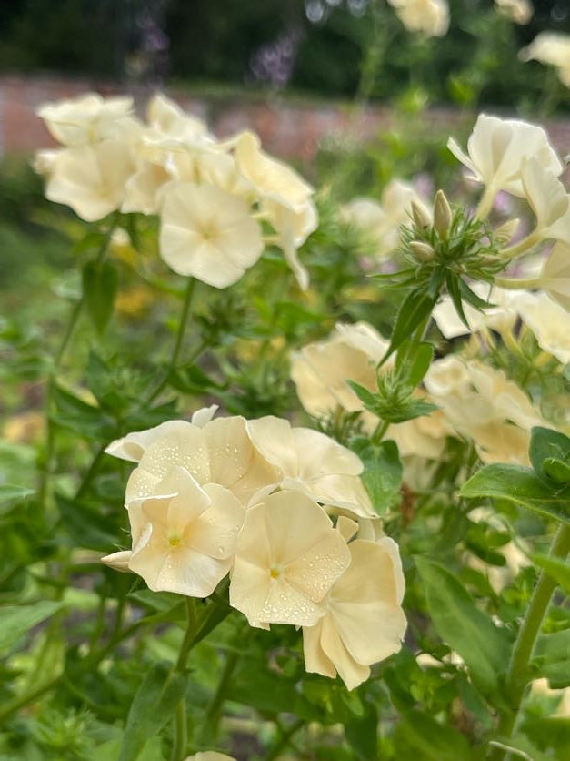 Phlox - creme brulee