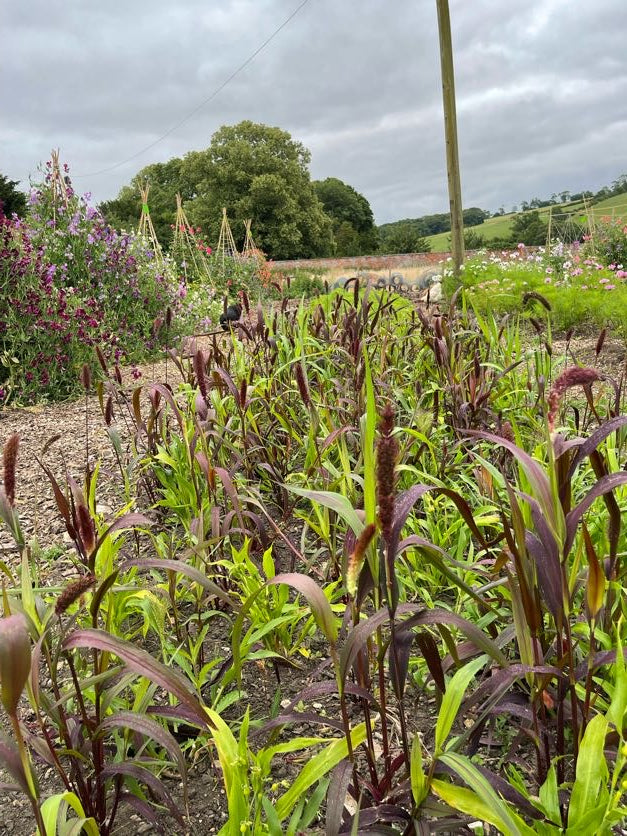 Setaria Red