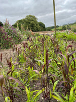 Setaria Red