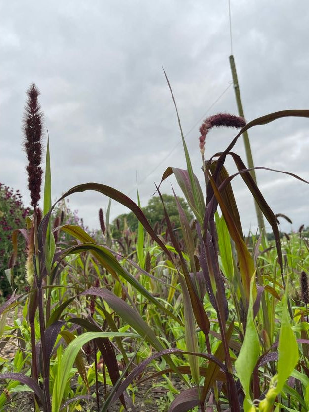 Setaria Red