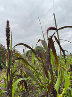 Setaria Red