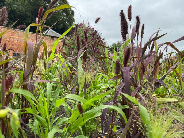 Setaria Red
