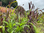 Setaria Red