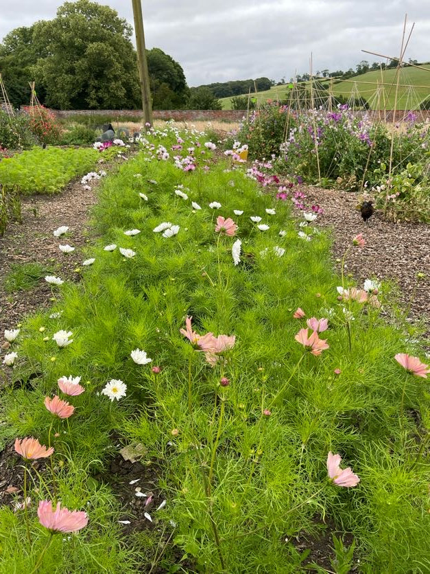 Cosmos In Variety