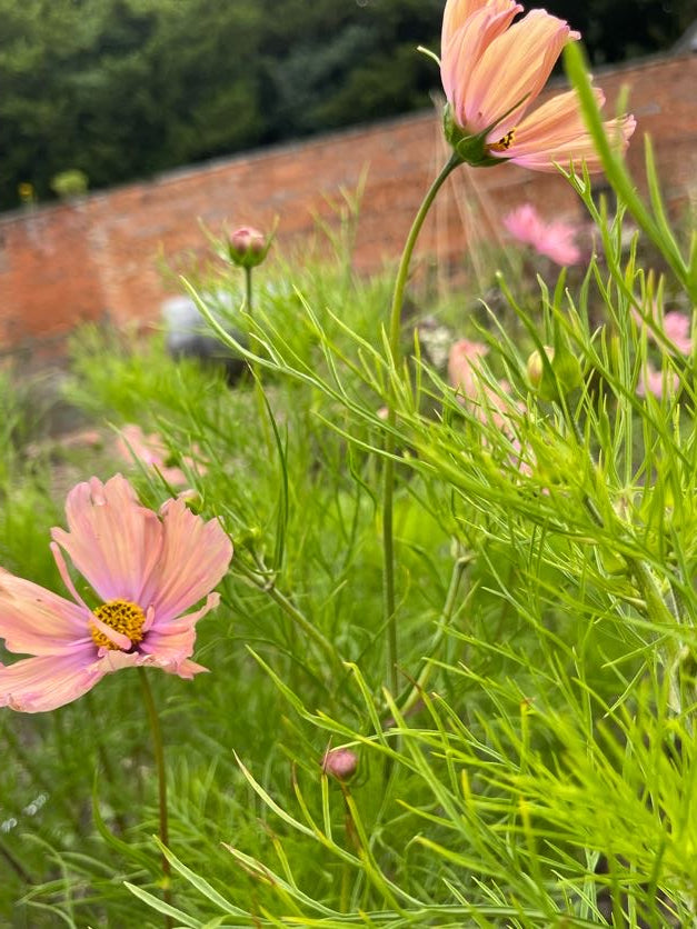 Cosmos In Variety