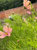Cosmos In Variety
