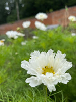 Cosmos In Variety