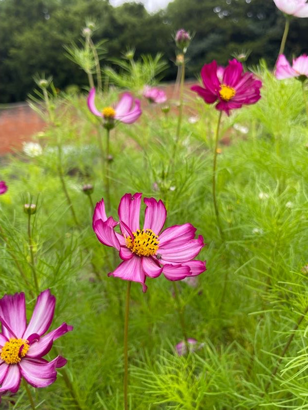 Cosmos In Variety