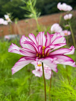 Cosmos In Variety
