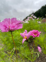 Cosmos In Variety
