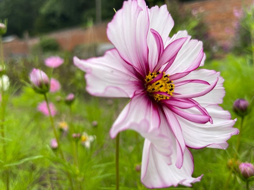 Cosmos In Variety
