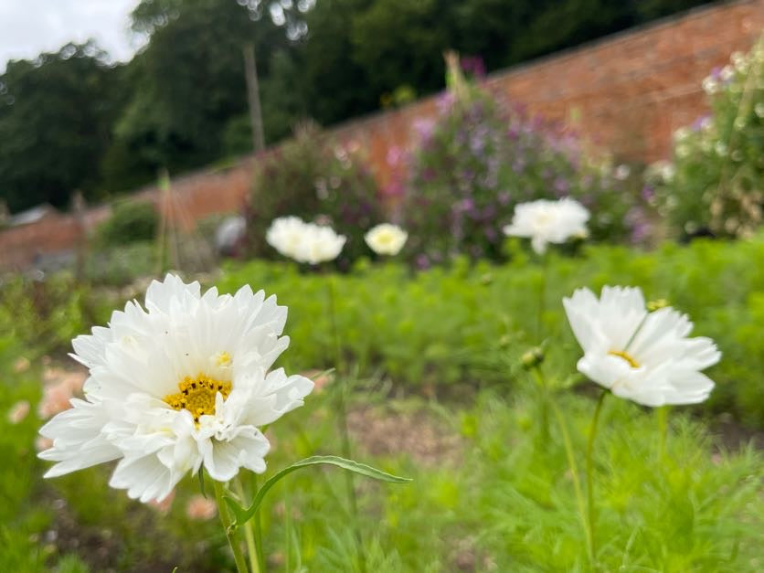 Cosmos In Variety