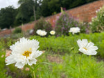 Cosmos In Variety