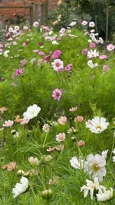 Cosmos In Variety